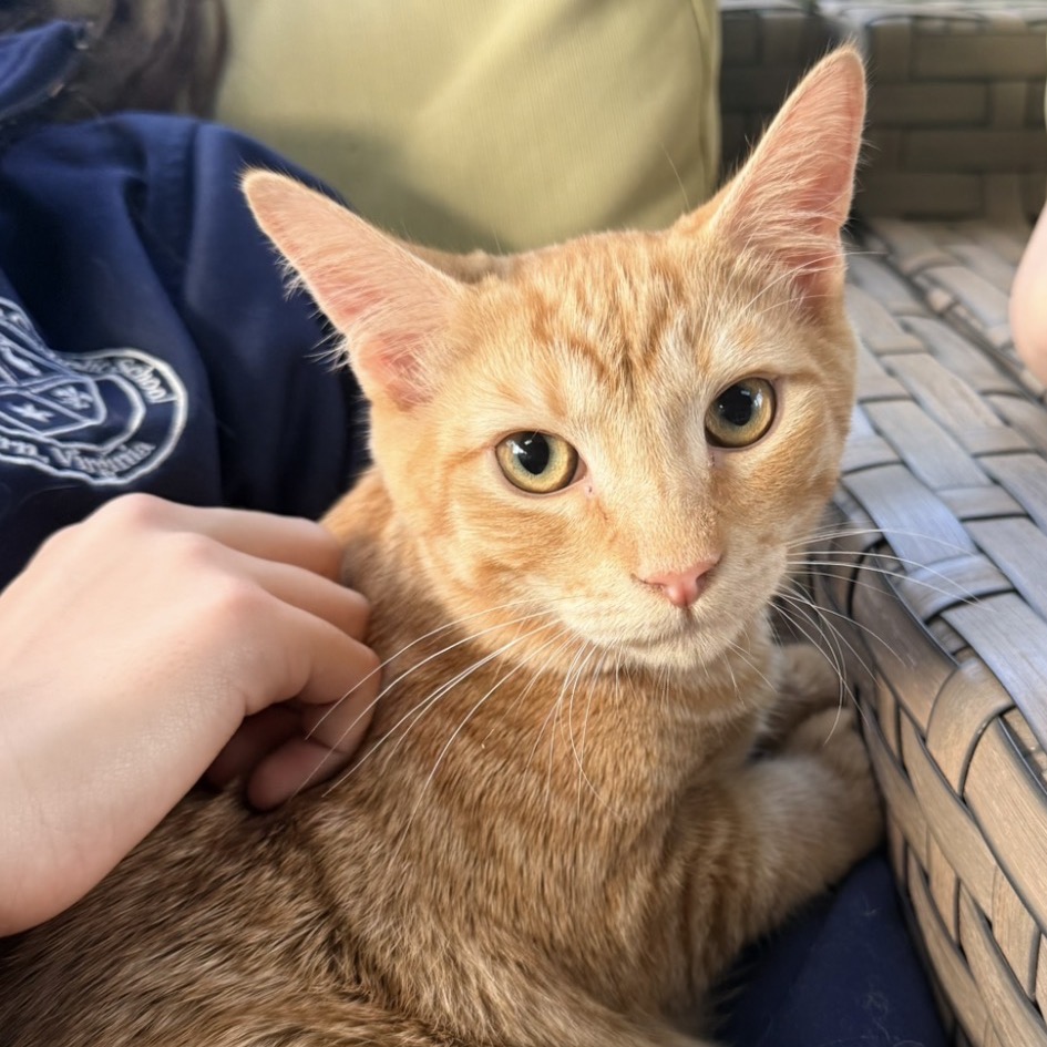BIG RED - Domestic Shorthair available for adoption