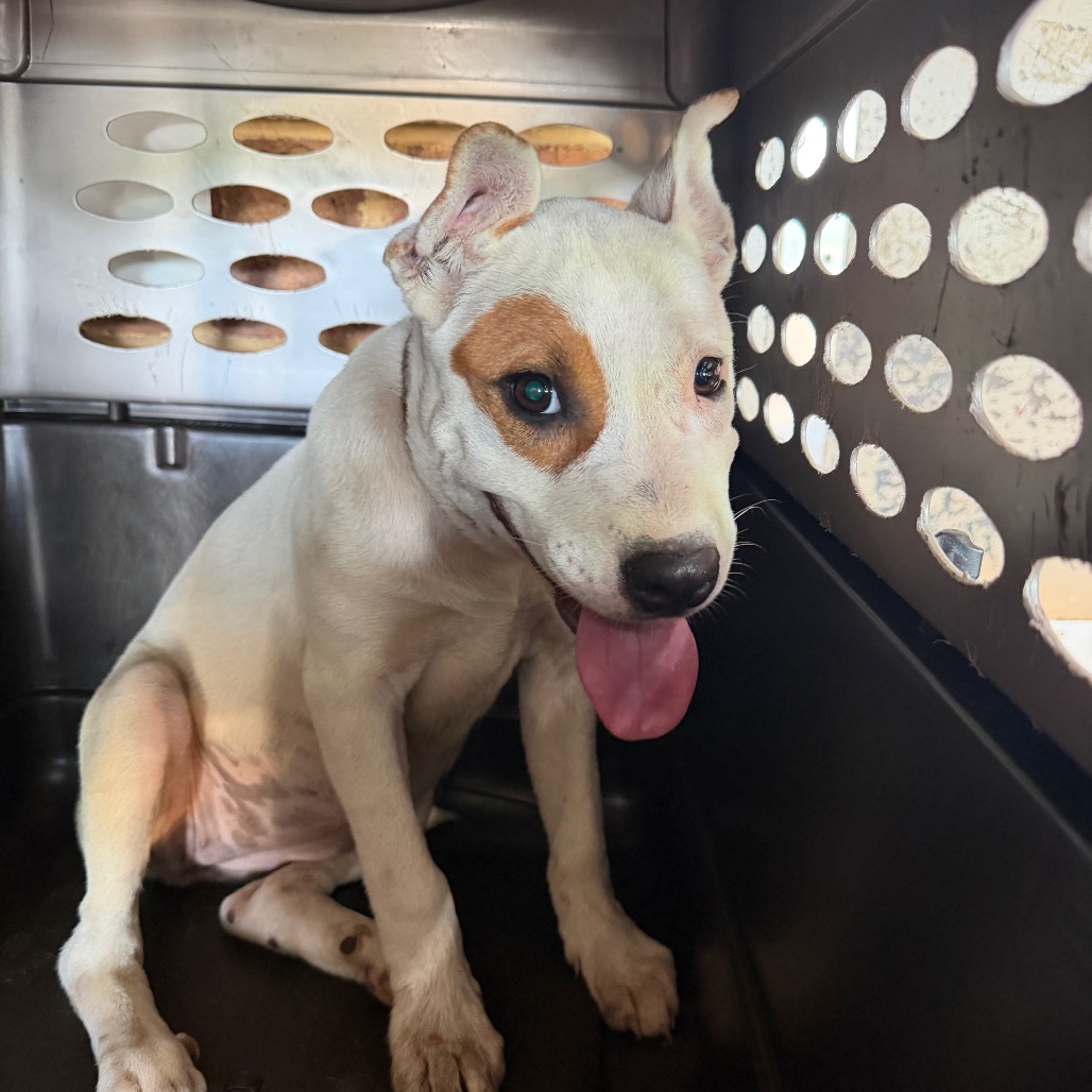 Pit Bull