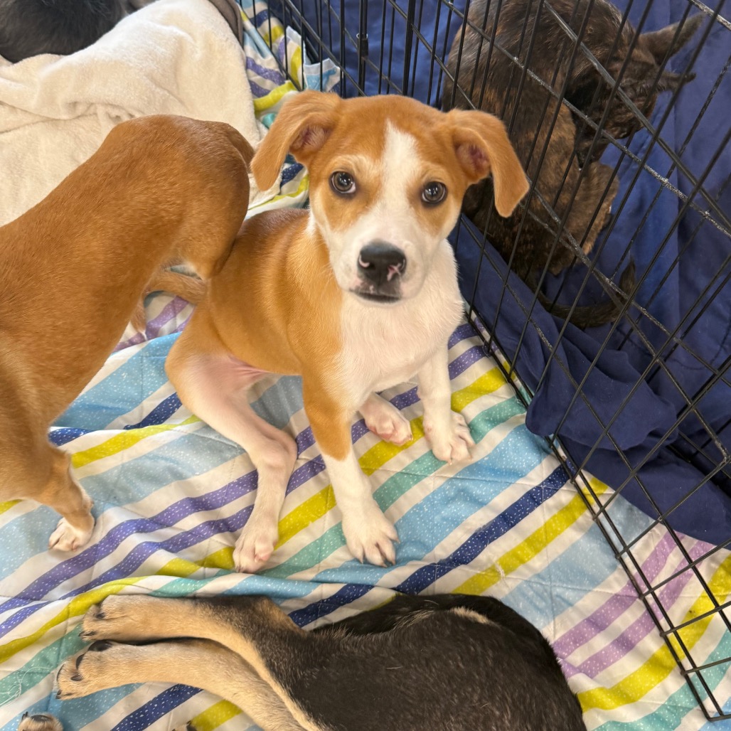 Percy — thumbnail 3