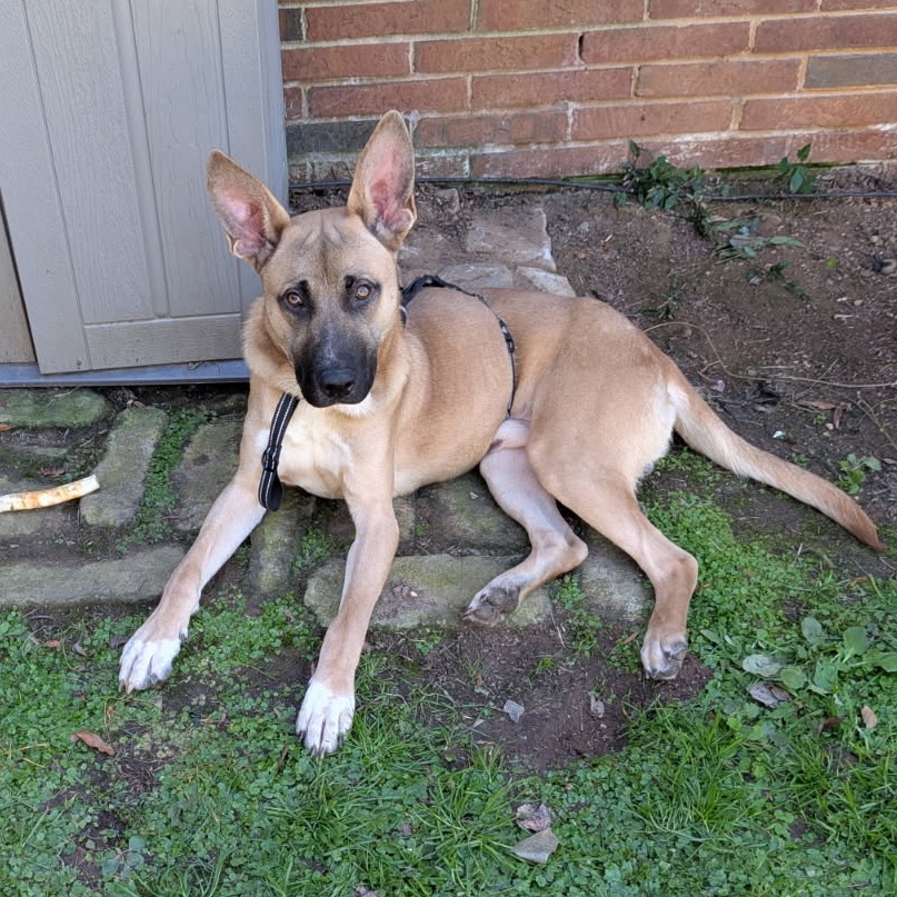 Kronk, photo 2