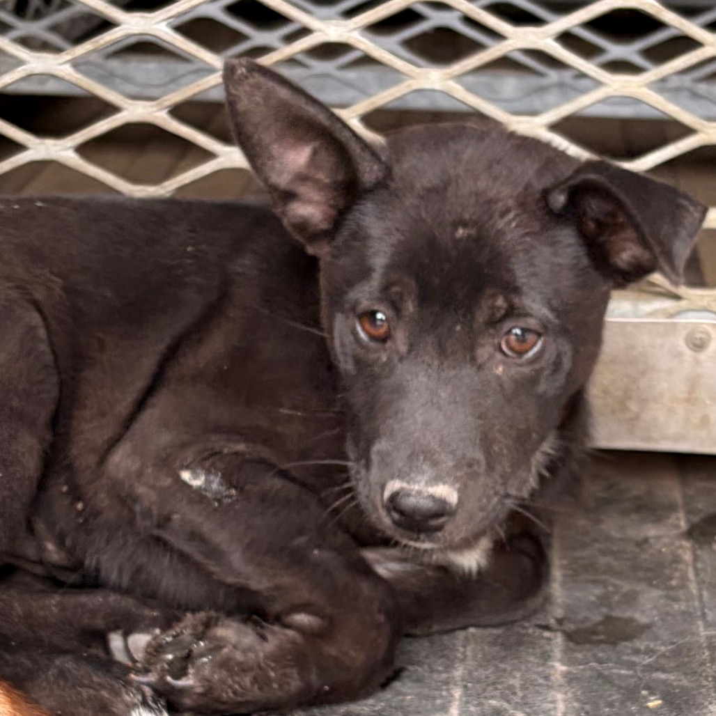 ROO - Shepherd / Mix available for adoption