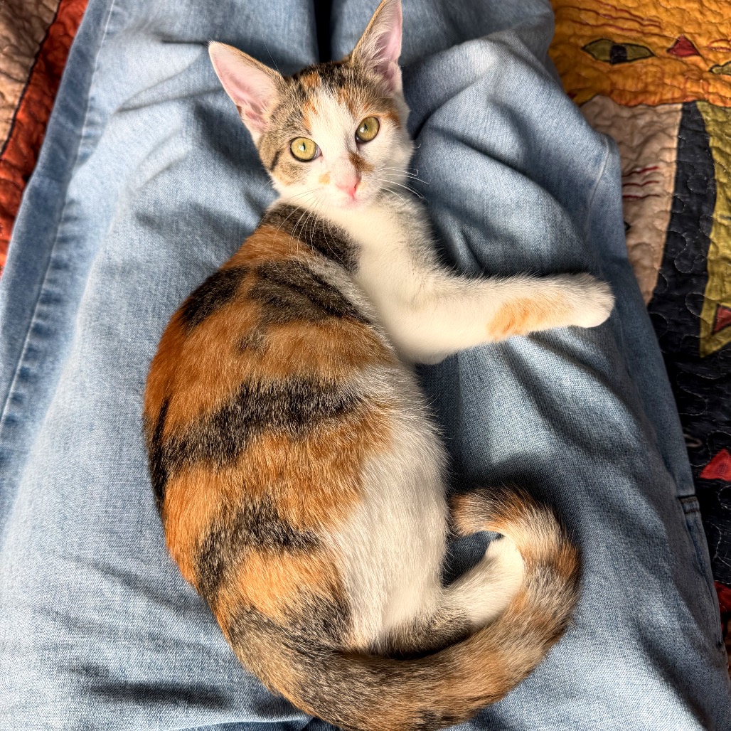 JEWEL - Domestic Shorthair available for adoption