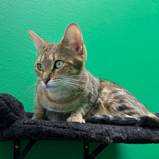 SNOW WHITE - Domestic Shorthair available for adoption