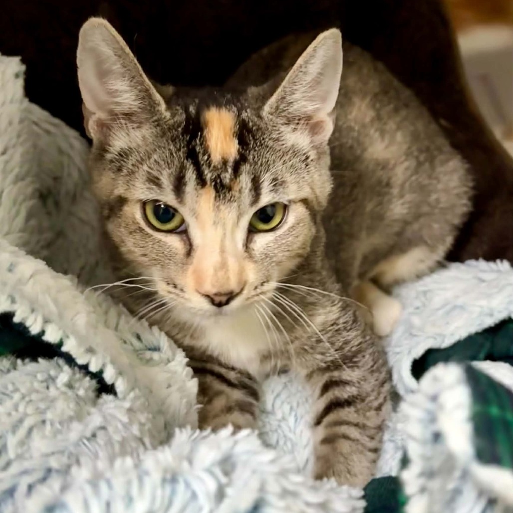 BO PEEP - Domestic Shorthair available for adoption