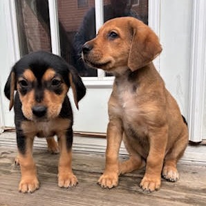 Hazel — thumbnail 5