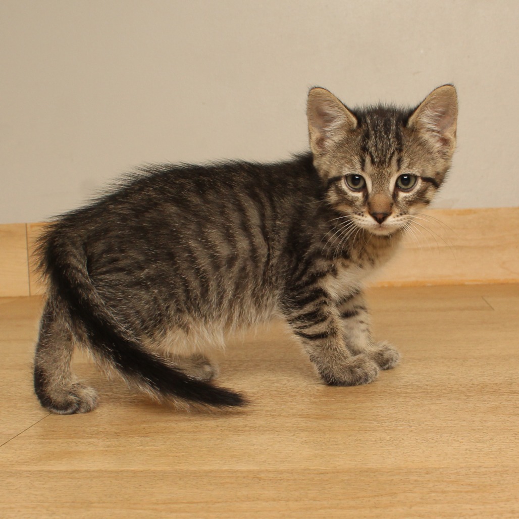 Meowterey Jack, a Domestic Shorthair