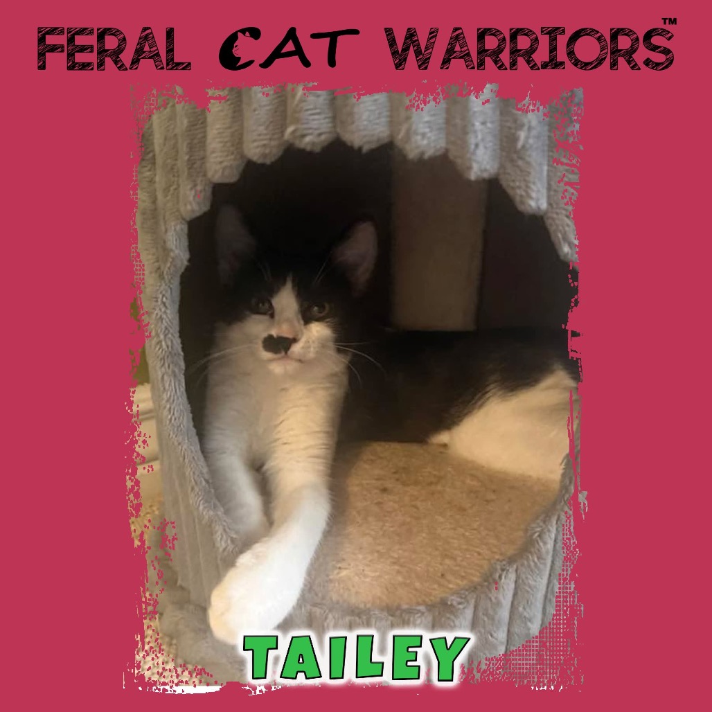 Tailey