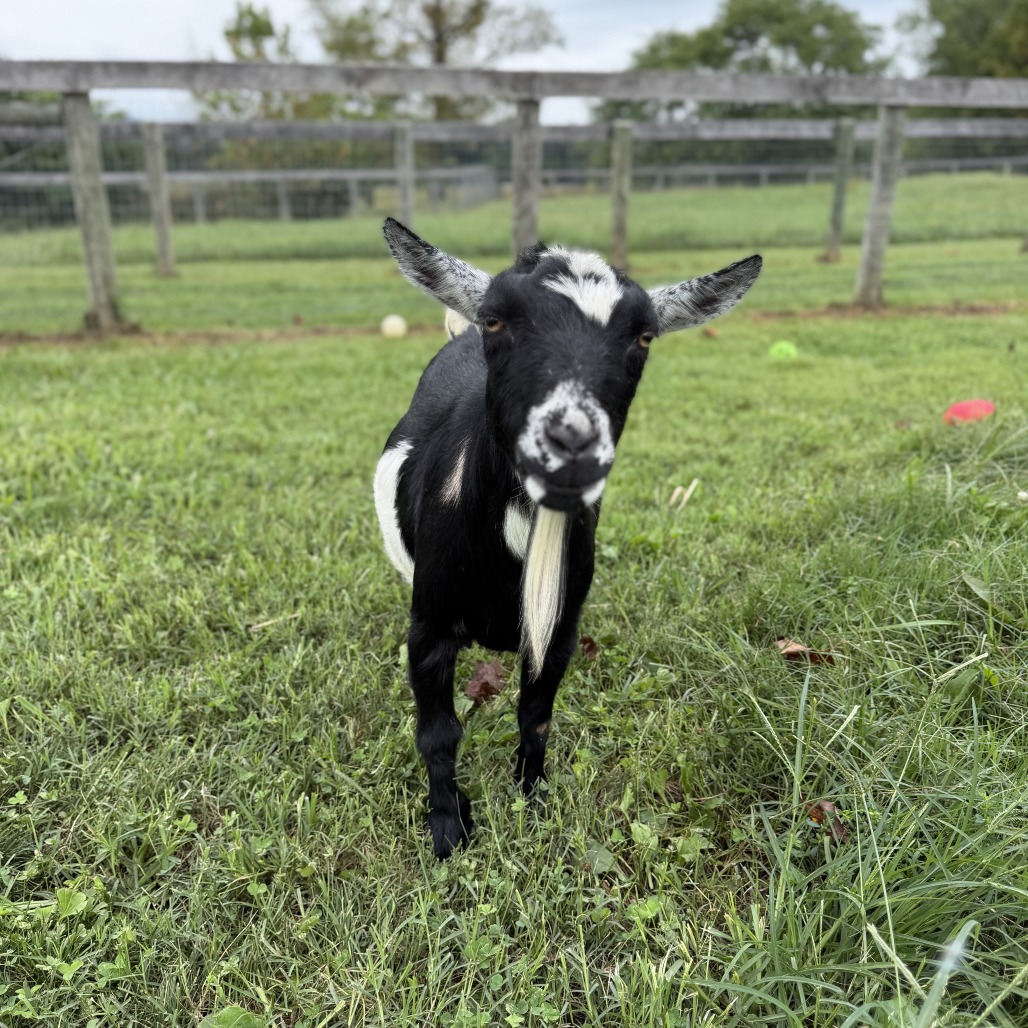 TALIA - Nigerian Dwarf available for adoption
