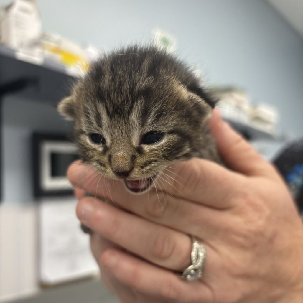 PETE - Domestic Shorthair available for adoption