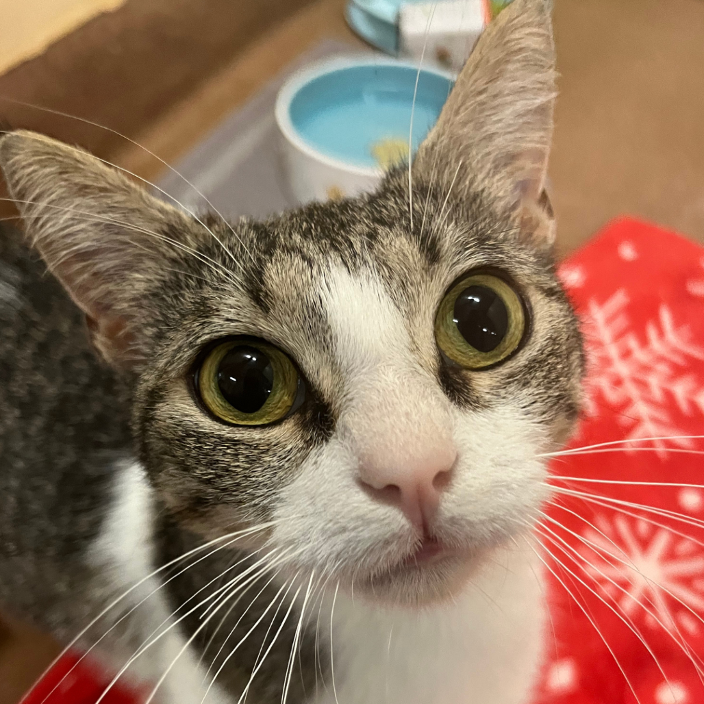 Sequoia - Domestic Shorthair