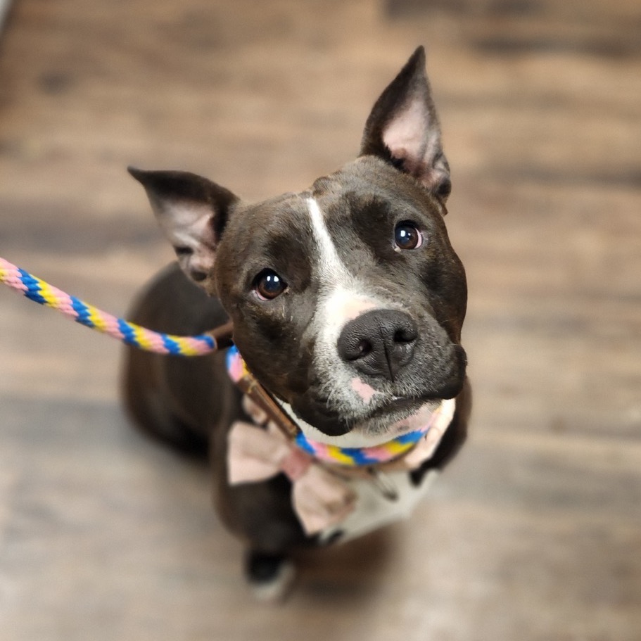 Estrella, a Terrier, Pit Bull