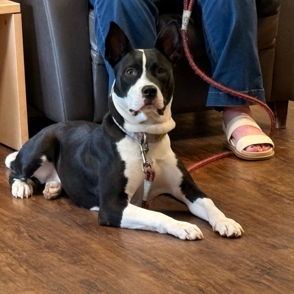 Angelica, a Terrier, Boston