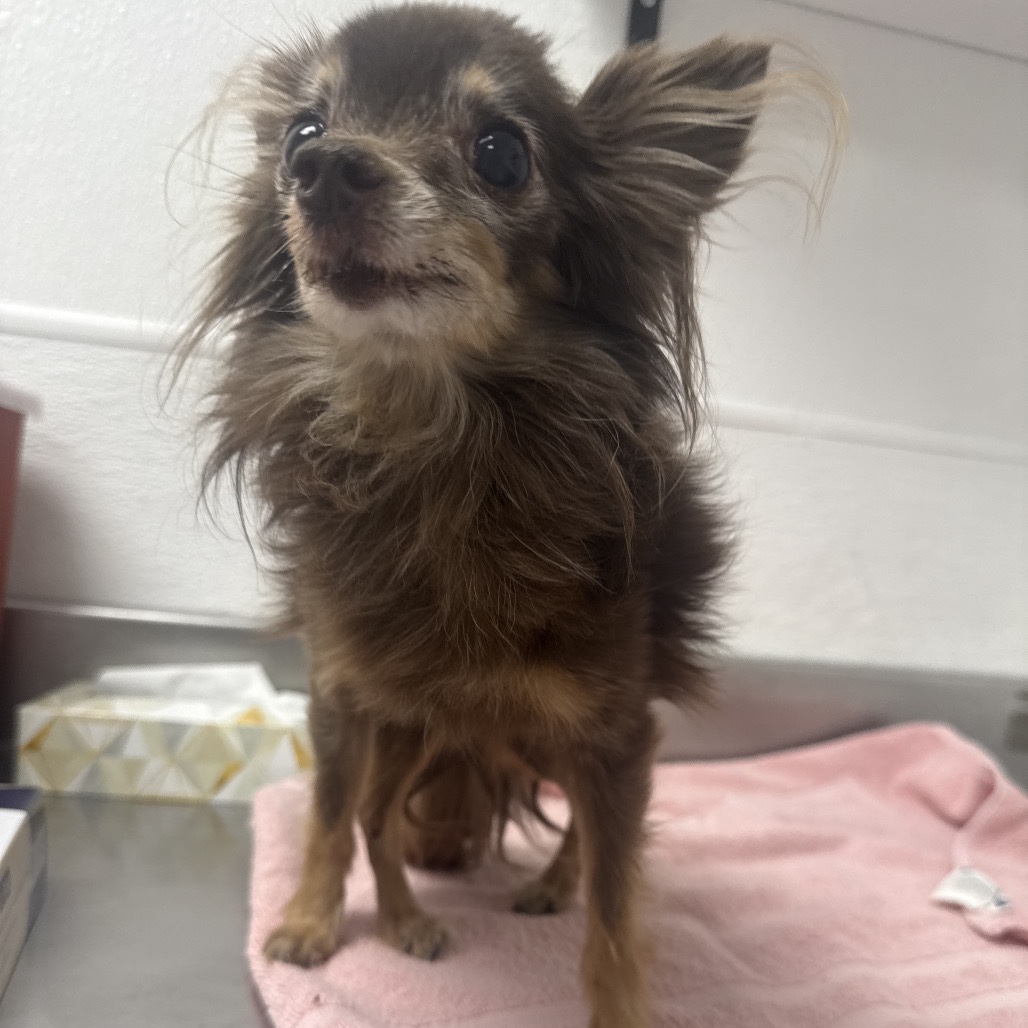 HACC-STRAY-36723
