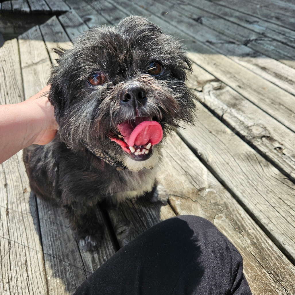 Chewy, photo 2