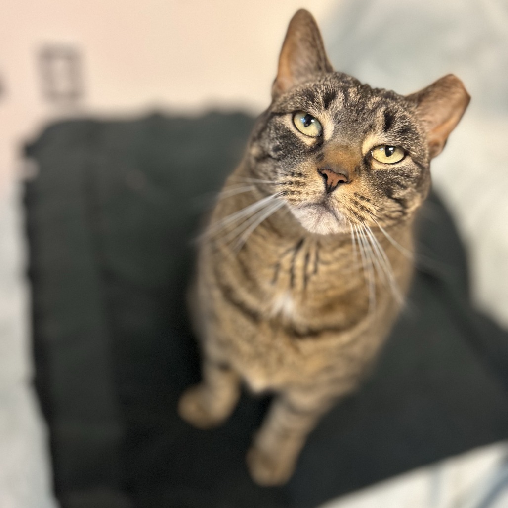 Lincoln