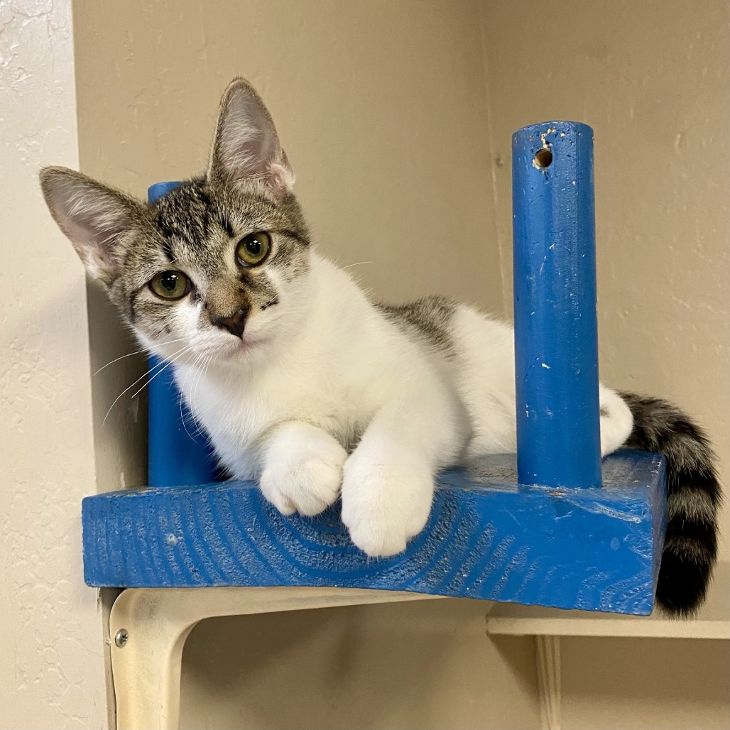 NILLY - Domestic Shorthair available for adoption