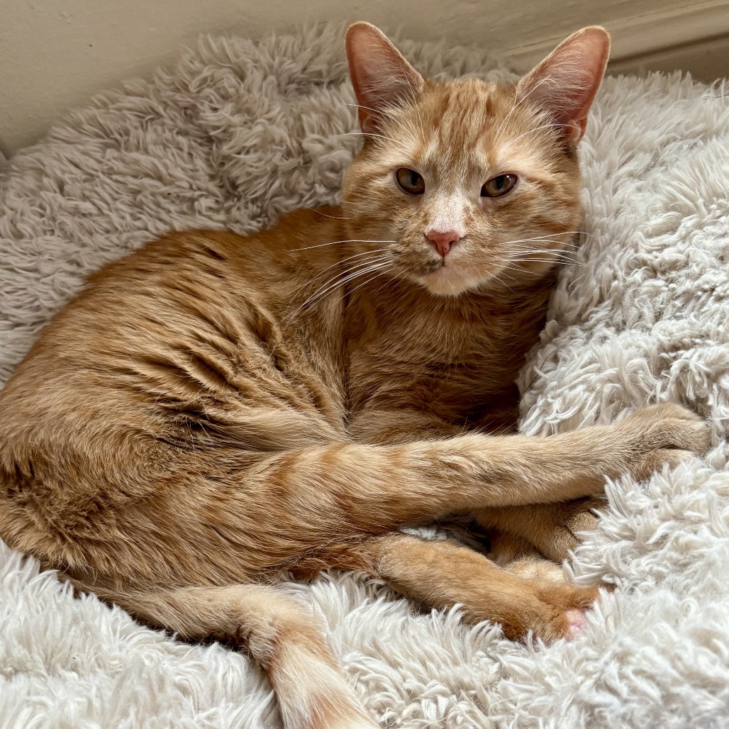 Filbert, photo 14