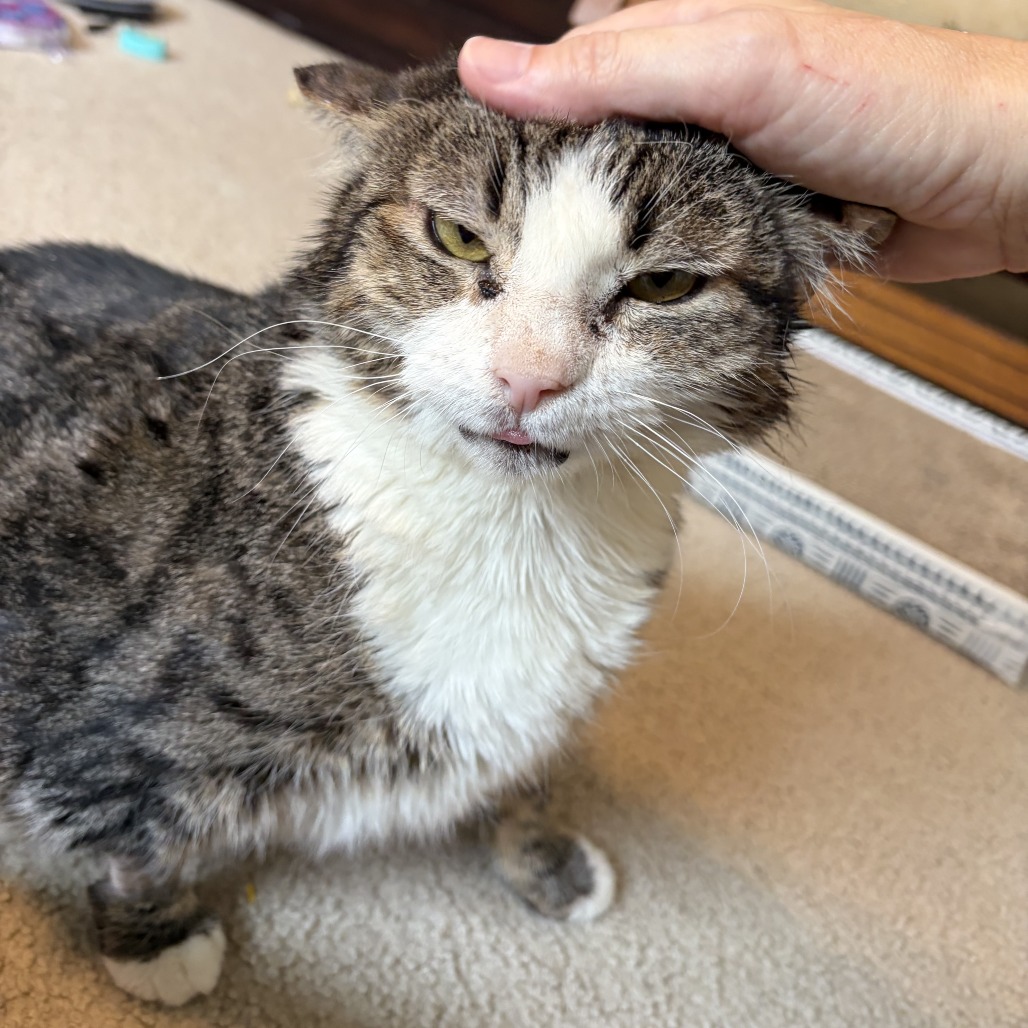 BEAS - Domestic Shorthair available for adoption