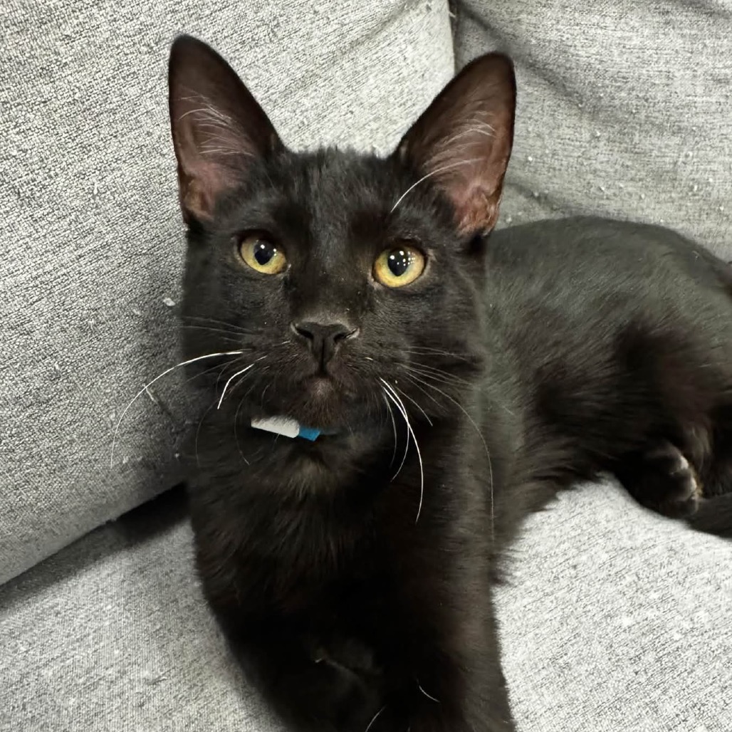 T'Challa, photo 3