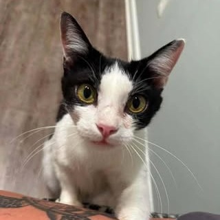 MOMMA TRAIL-AT PETSMART MADISON EAST - Domestic Shorthair available for adoption