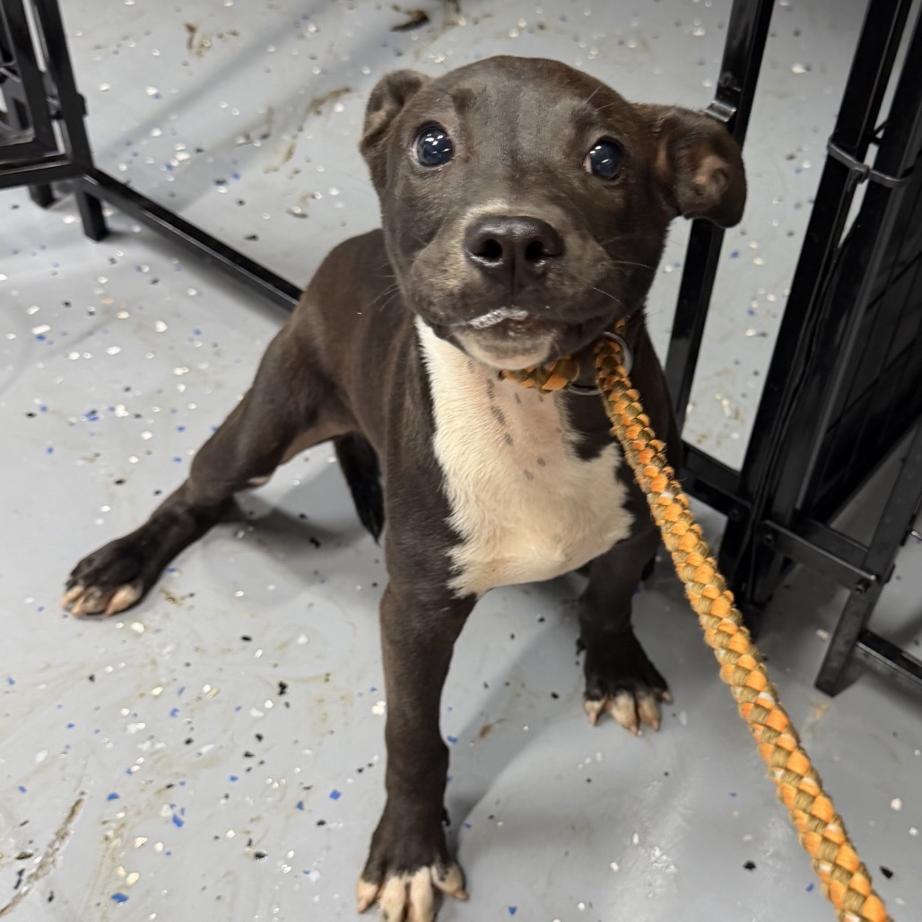 Tusc Stray 84614 2 3