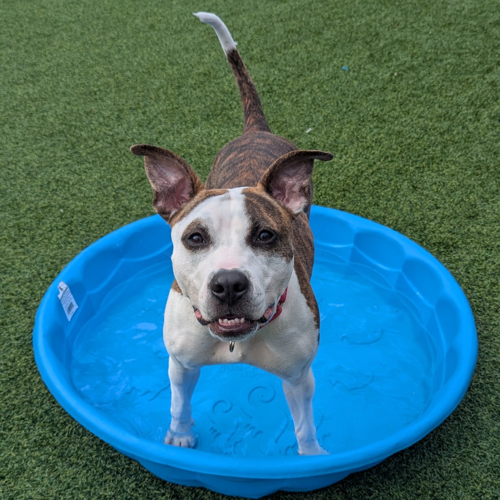 Photo of Bombyx Mori 9