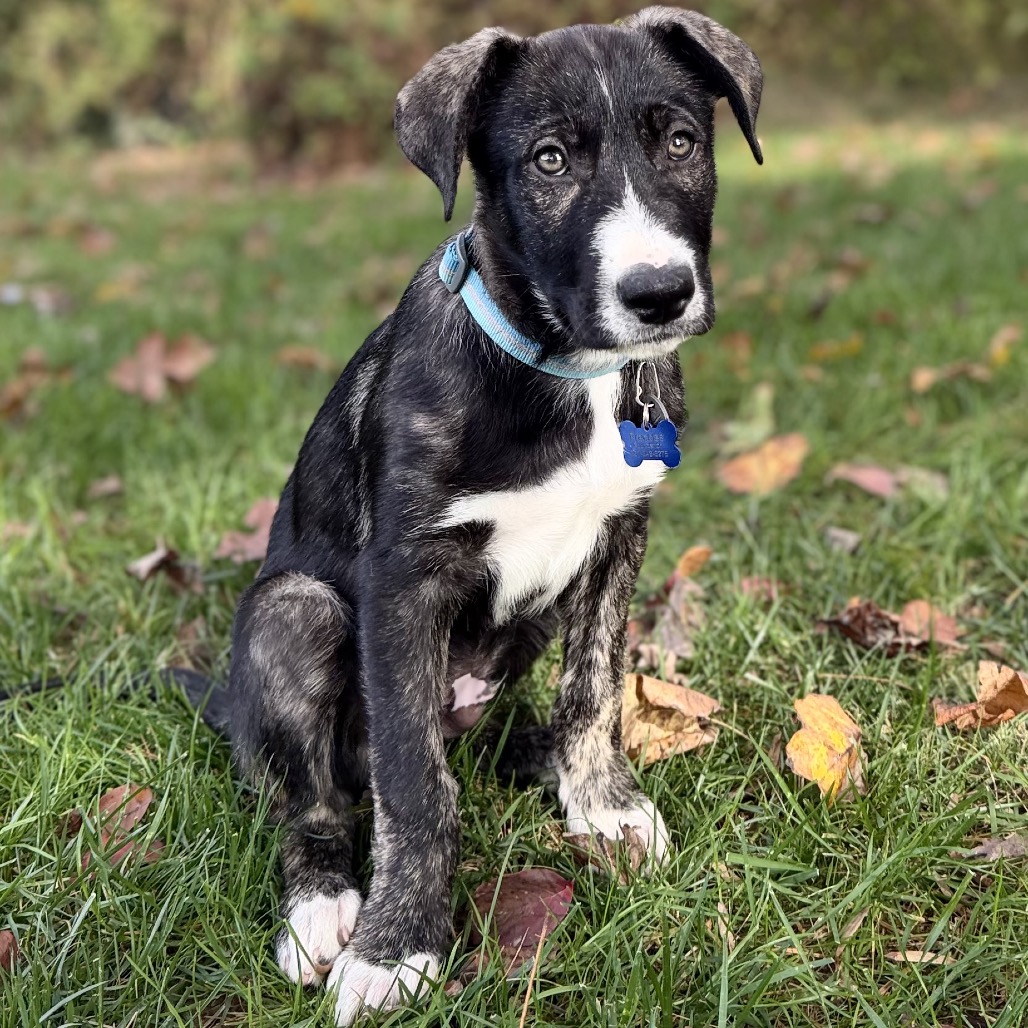 KODI - Pyrenees, Great / Shepherd, Australian available for adoption