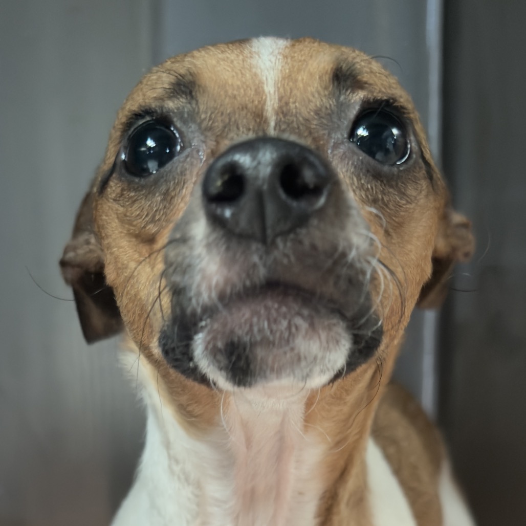 Snickerdoodle