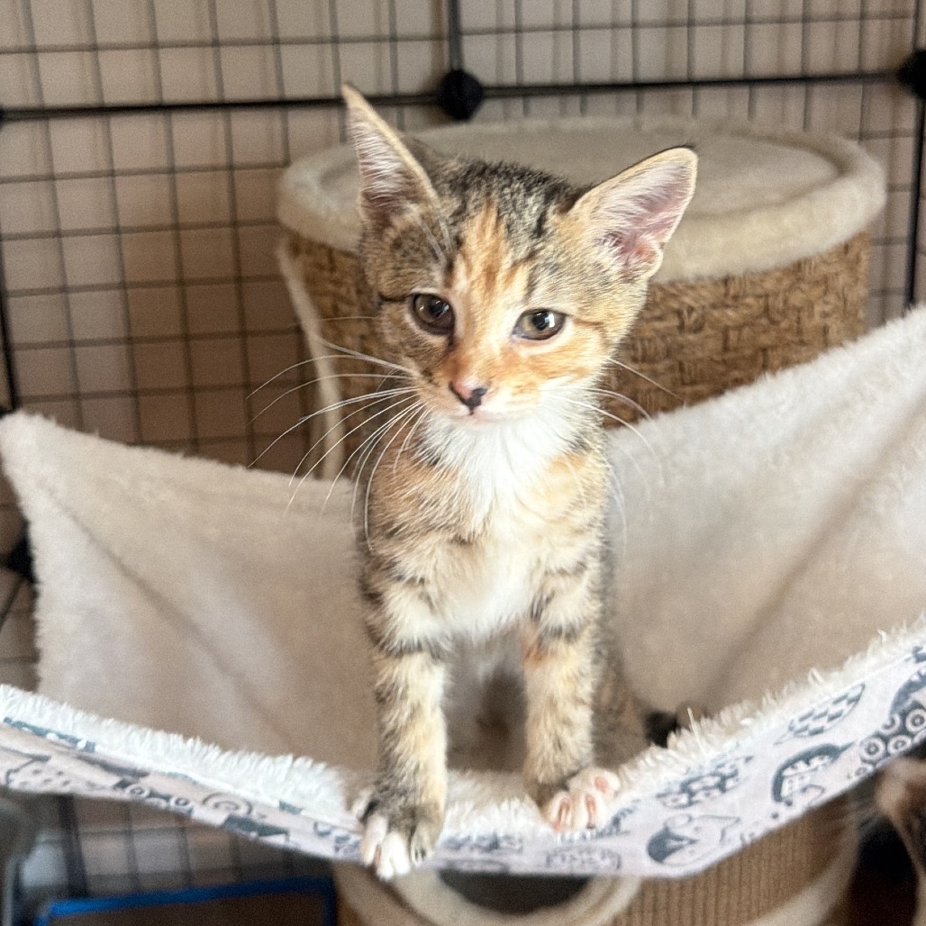 MUFFIN - Domestic Shorthair available for adoption
