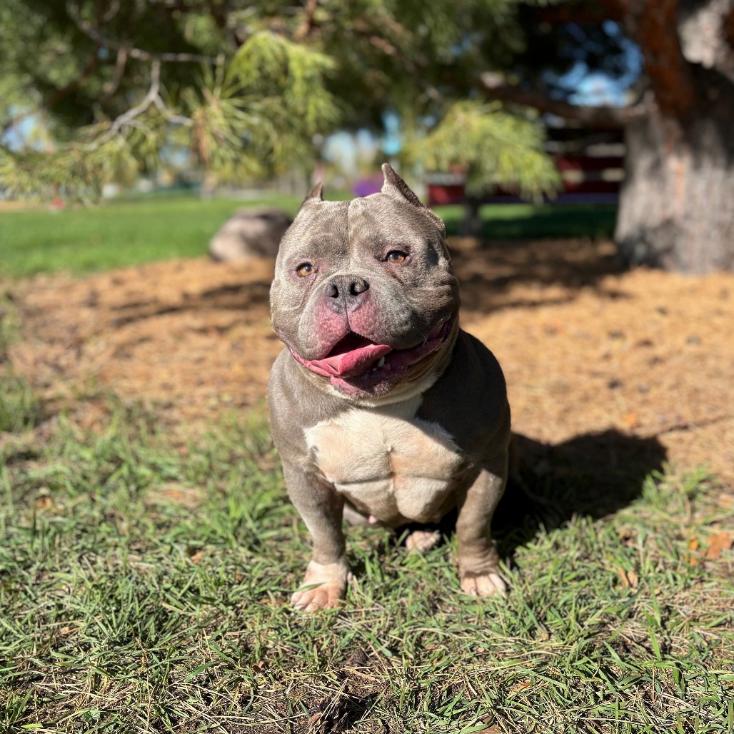 Della Rose***ADOPTION PENDING***