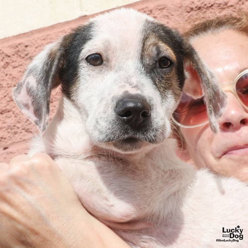 PETEY - Shepherd / Hound, Basset available for adoption