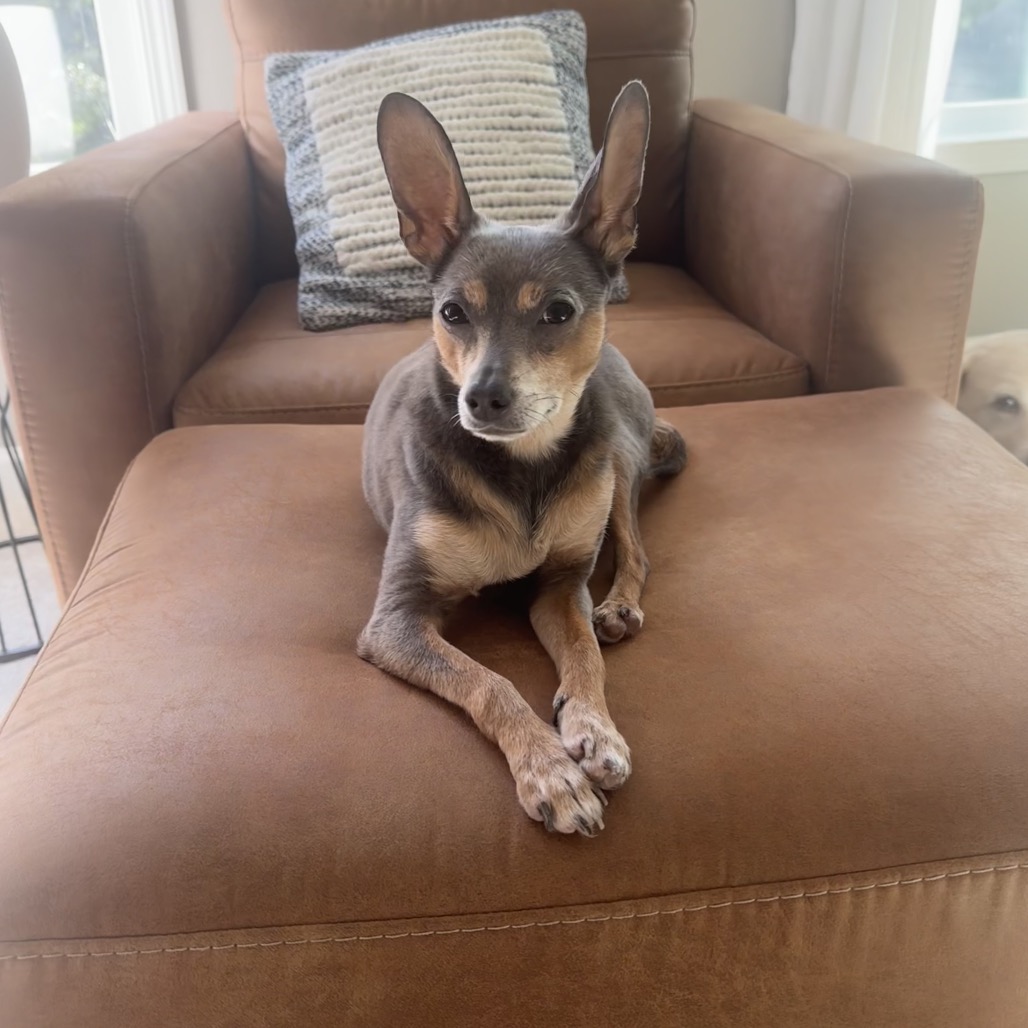 ALPHARETTA - Bunny, photo 5