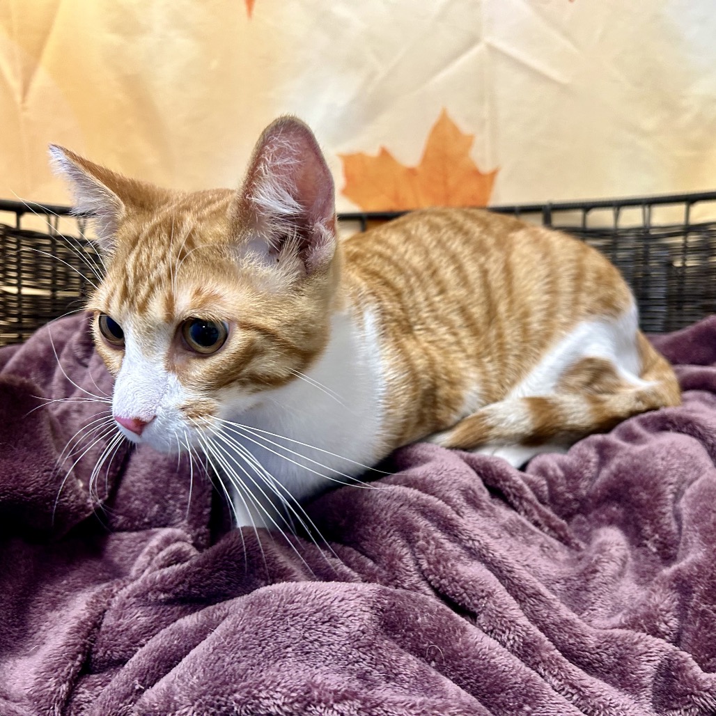 OLIVER (AKA OLLIE) - Domestic Shorthair available for adoption