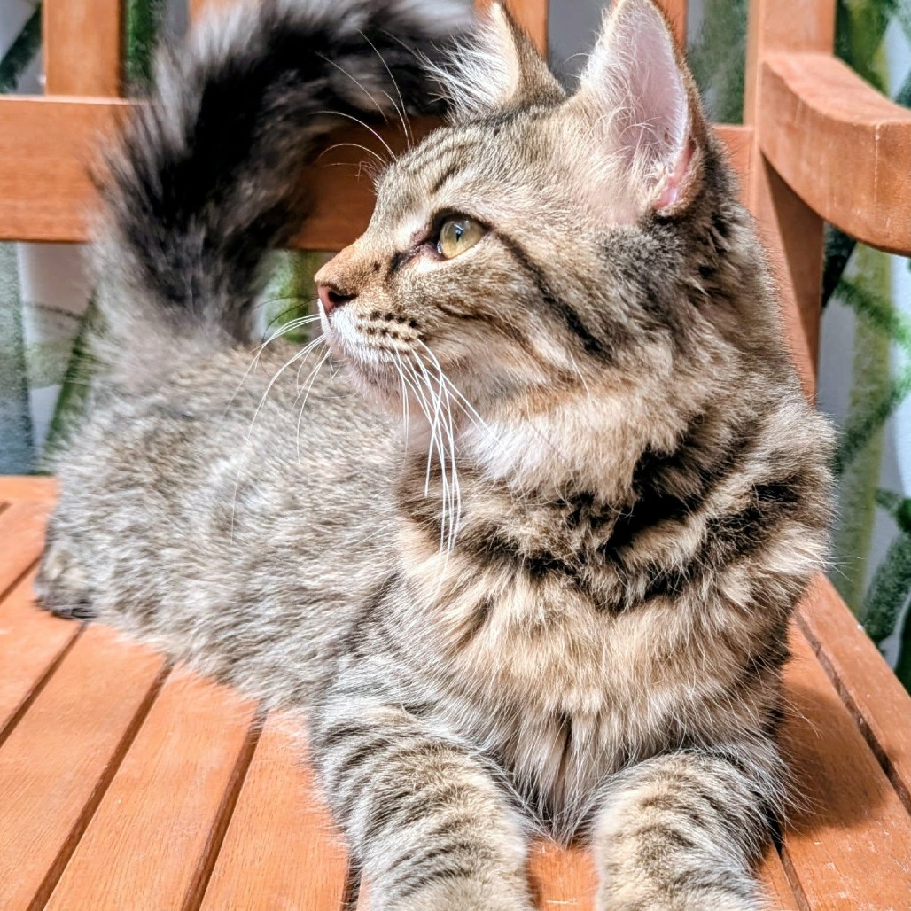 CEDAR