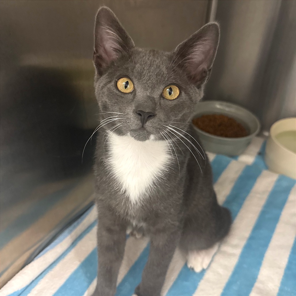 MR.305 - Domestic Shorthair available for adoption