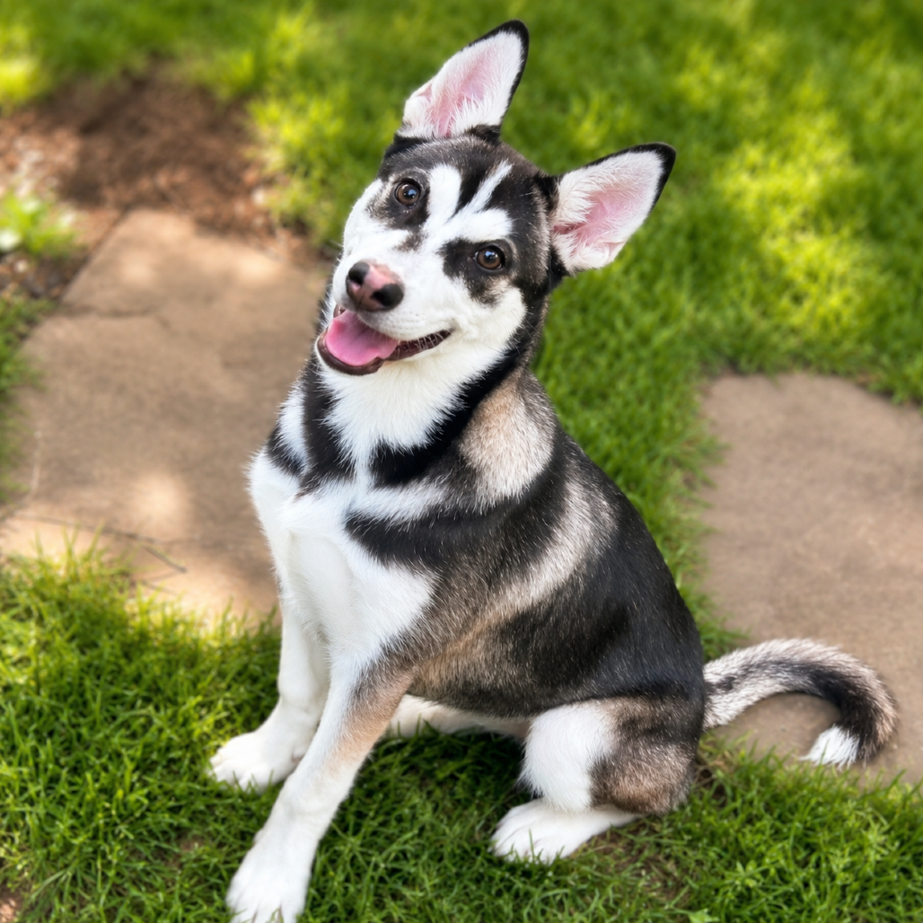 SNOW LILLY - Husky available for adoption