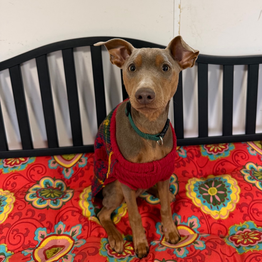 Mario — thumbnail 5