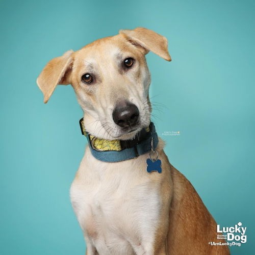 JARED - Retriever, Labrador / Mix available for adoption
