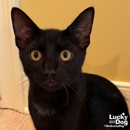 SABLE - Domestic Shorthair for adoption in Alexandria