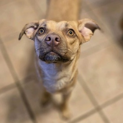Stella, photo 4