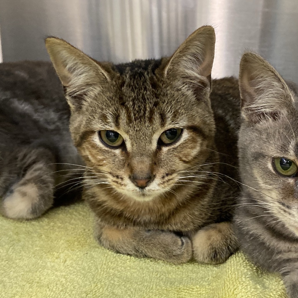 PUG - Domestic Shorthair available for adoption