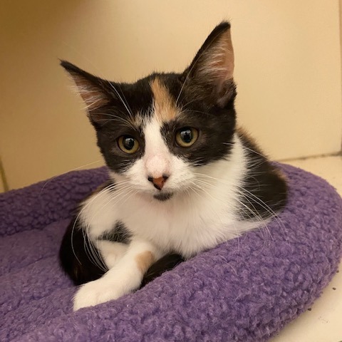 DUMPLIN' - Domestic Shorthair available for adoption