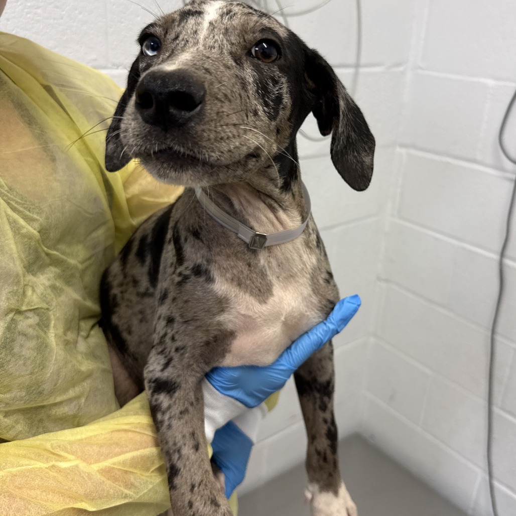 LESSON - Catahoula Leopard Dog / Mix available for adoption