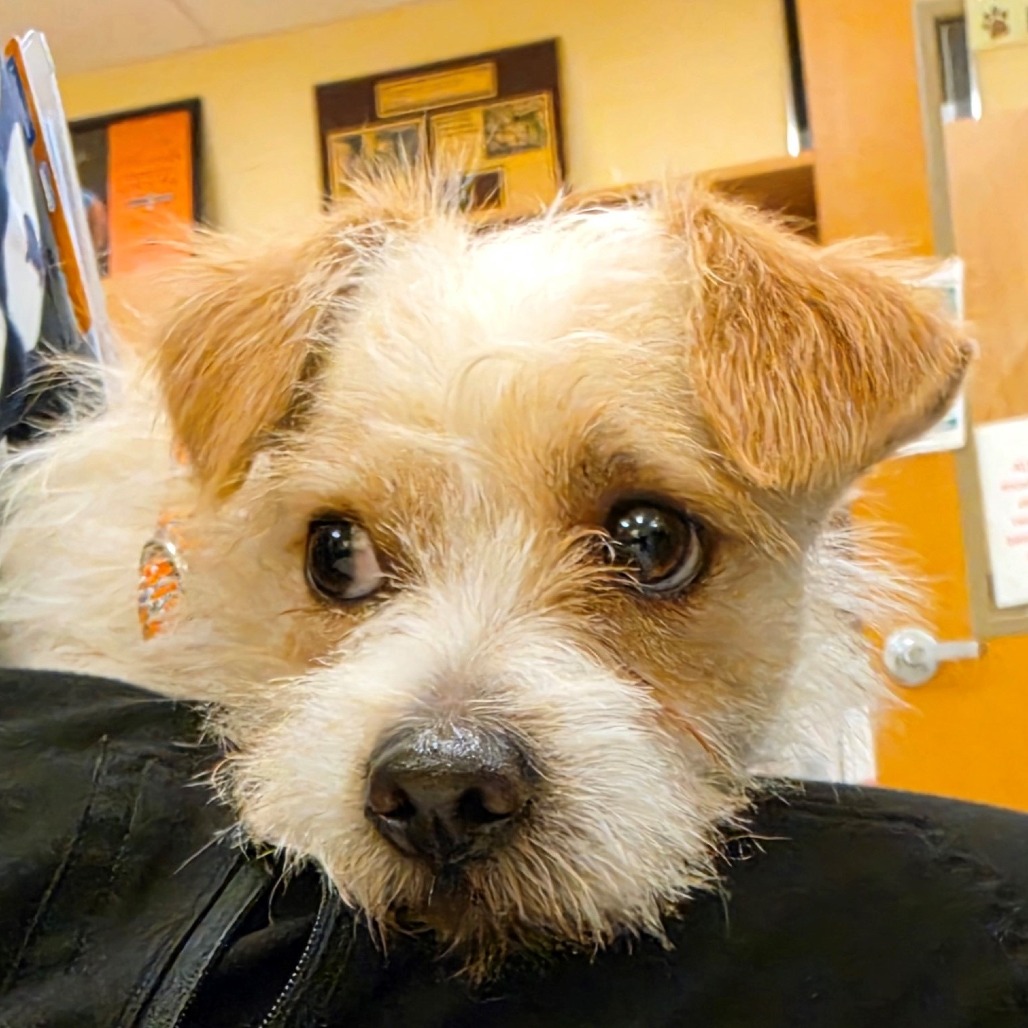 FRASIER - Terrier / Mixed Breed (Small) available for adoption