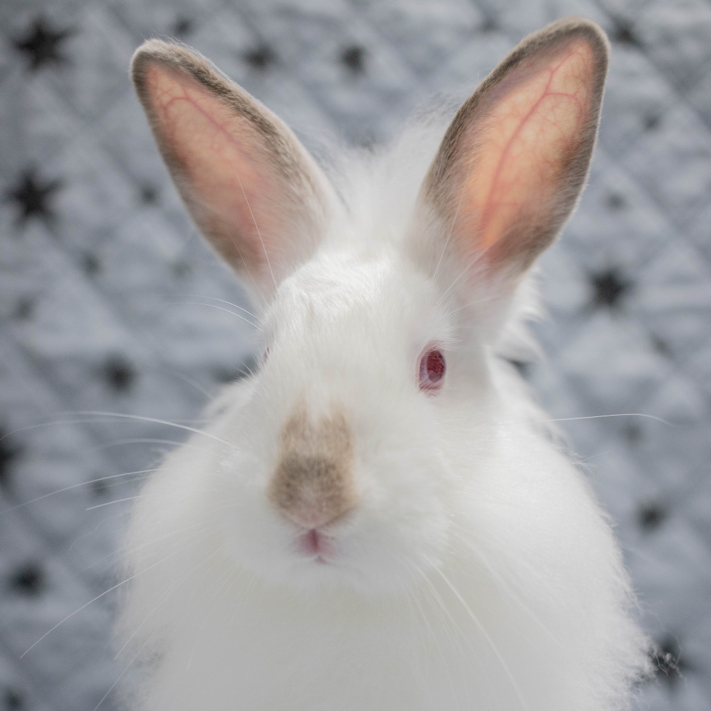Nimbus, photo 5