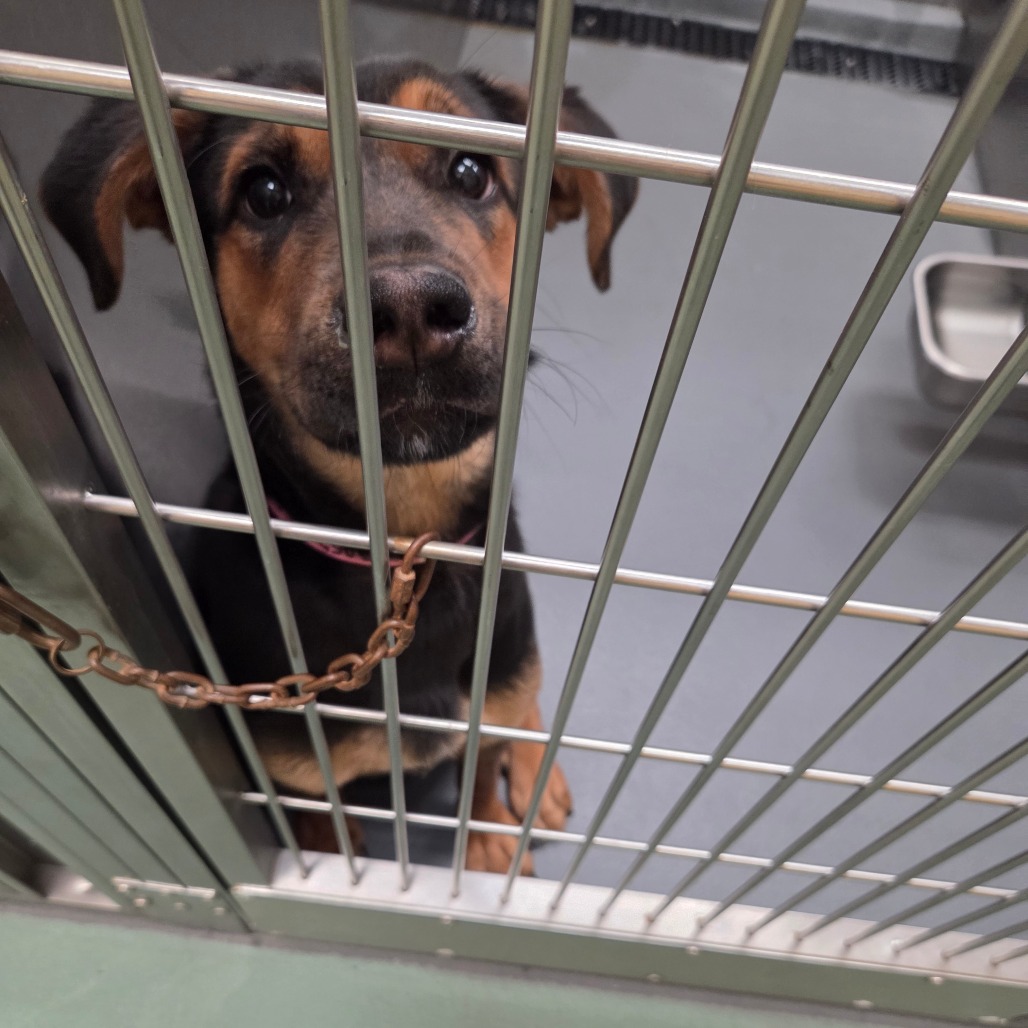 Callie (Formerly Caledonia), photo 12