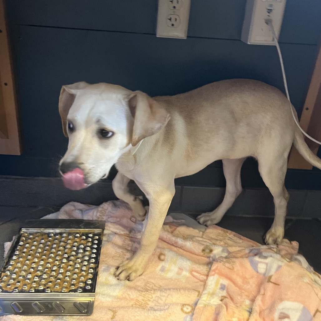 Amelia — thumbnail 3