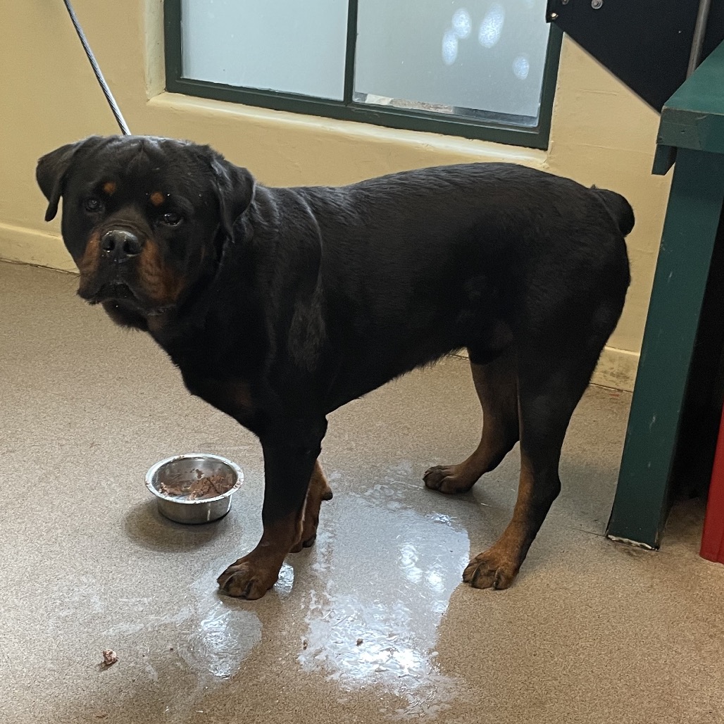 Rottweiler