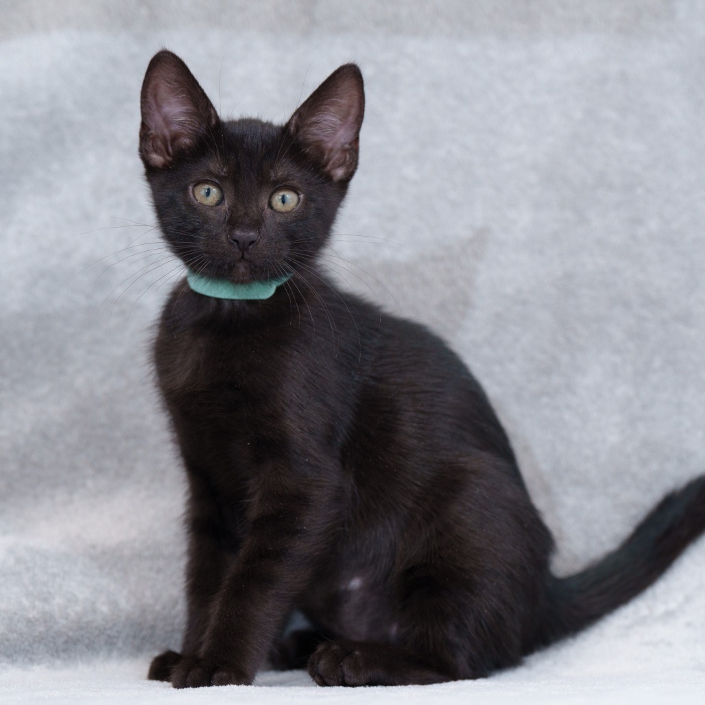 Morgan (teal)