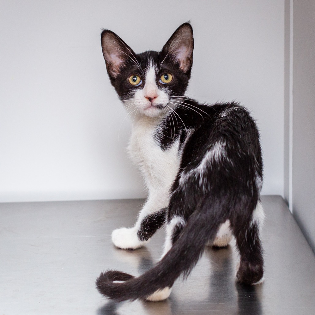 LARRY - Domestic Shorthair / Mix for adoption in Hattiesburg